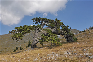Parco Nazionale del Pollino